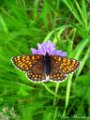 Bosparelmoervlinder, Melitaea athalia